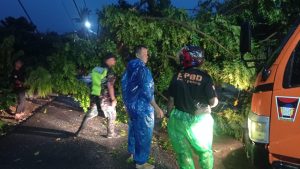 Pohon Kedondong Tumbang Timpa Kabel dan Kanopi di Cangkeh Nan XX, BPBD Padang Lakukan Evakuasi