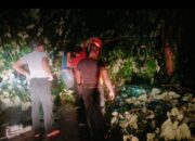 BPBD Padang Berjibaku di Balik Pohon Tumbang Akibat Cuaca Ekstrem