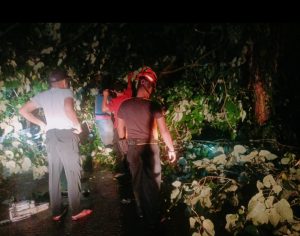 BPBD Padang Berjibaku di Balik Pohon Tumbang Akibat Cuaca Ekstrem