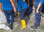 Damkar Padang Bergerak Cepat Evakuasi Dua Ular di Waktu Berbeda