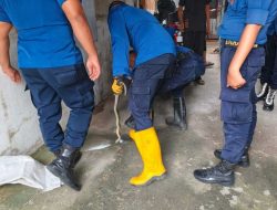 Damkar Padang Bergerak Cepat Evakuasi Dua Ular di Waktu Berbeda