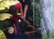 Petugas Damkar Padang Sigap Evakuasi Ular dan Biawak dari Permukiman Warga