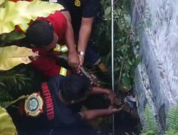 Petugas Damkar Padang Sigap Evakuasi Ular dan Biawak dari Permukiman Warga