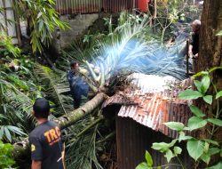 Pohon Besar Tumbang Hantam Rumah Warga, BPBD Padang Lakukan Penanganan Cepat