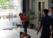 Petugas Damkar Padang Evakuasi Anjing Liar di Lingkungan SMA Pembangunan UNP