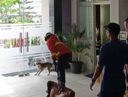 Petugas Damkar Padang Evakuasi Anjing Liar di Lingkungan SMA Pembangunan UNP