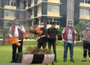 Polda Sumbar Musnahkan Puluhan Kilogram Ganja Hasil Dua Pengungkapan Besar Dipimpin Langsung Kombes Pol Wedy Mahadi