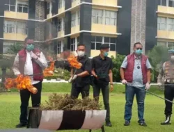 Polda Sumbar Musnahkan Puluhan Kilogram Ganja Hasil Dua Pengungkapan Besar Dipimpin Langsung Kombes Pol Wedy Mahadi