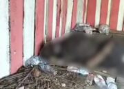 Warga Jorong Sialang Dikejutkan Temuan Mayat Pria Tak Dikenal di Pos Ronda